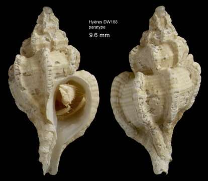 Image of Dermomurex Monterosato 1890