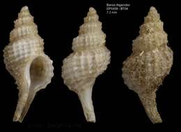 Sivun Trophonopsis Bucquoy & Dautzenberg 1882 kuva