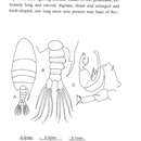 Слика од Pontellopsis inflatodigitata Chen & Shen 1974