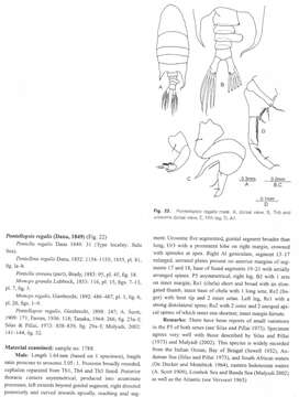 Pontellopsis regalis (Dana 1849)的圖片