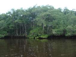 Image of red mangrove