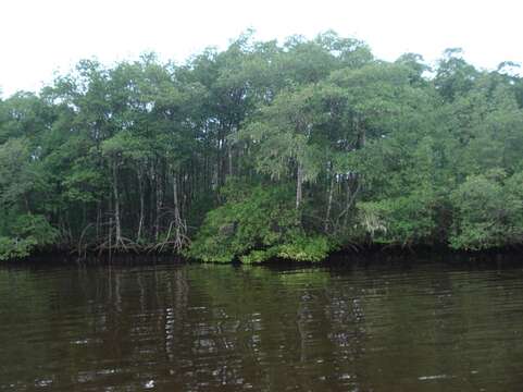 Image of red mangrove