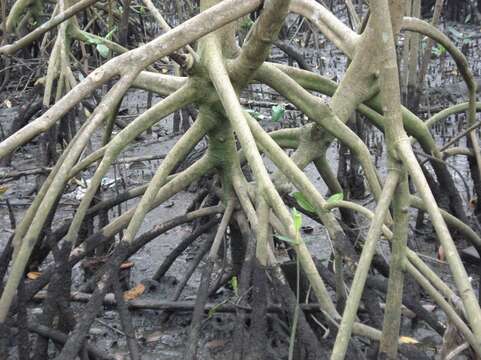 Image of red mangrove