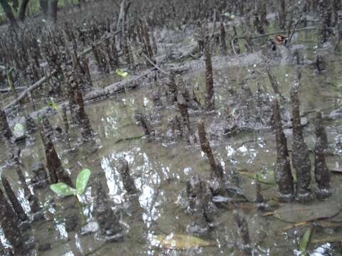 Imagem de Avicennia schaueriana Stapf & Leechman ex Mold.