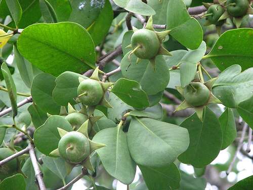 Image of Apple Mangrove