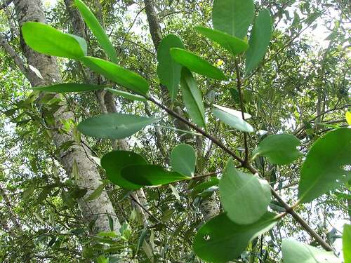 Image of Mangrove apple