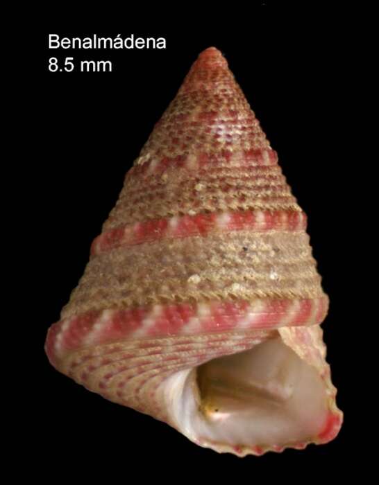 Image of exasperating top shell