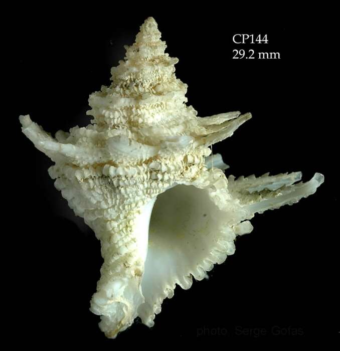 Image of Babelomurex dalli (Emerson & D' Attilio 1963)