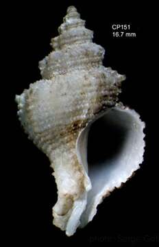 Image of Babelomurex atlantidis Oliverio & Gofas 2006