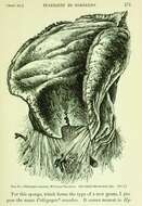 Image of Pheronematidae Gray 1870