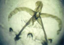 Image of Nemopsis Agassiz 1849