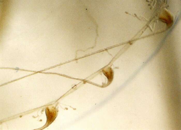 Image of Eucheilota maculata Hartlaub 1894
