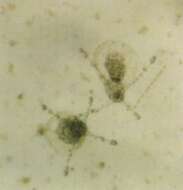 Image of Nemopsis Agassiz 1849