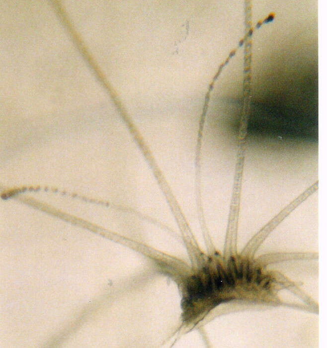 Слика од Nemopsis Agassiz 1849