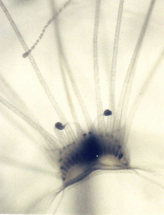 Слика од Nemopsis Agassiz 1849