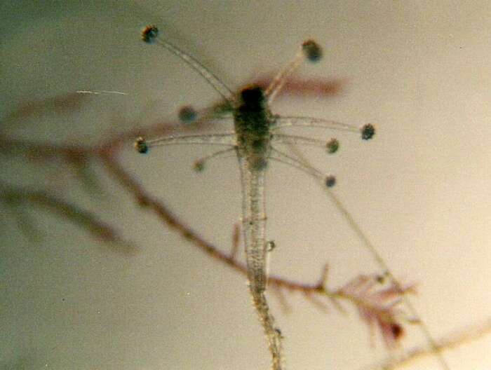 Image of clapper hydroid