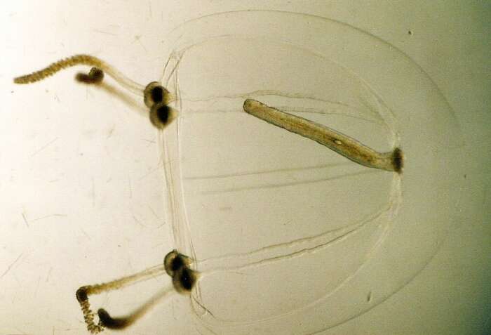 Image of clapper hydroid