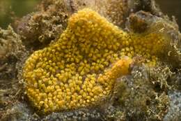 Image of Colonial tunicate