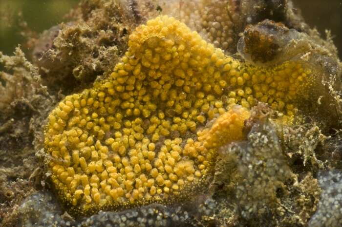 Image of Colonial tunicate