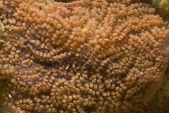 Image of Colonial tunicate