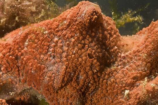 Imagem de Botrylloides violaceus Oka 1927