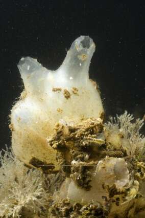 Image of Tunicate