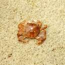 Image of Columbus crab