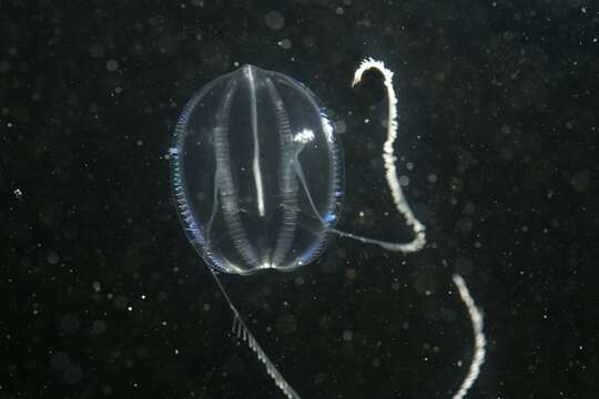 Image of Sea gooseberry