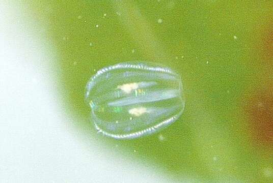 Image of Sea gooseberry