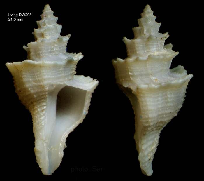 Image of Babelomurex sentix (Bayer 1971)