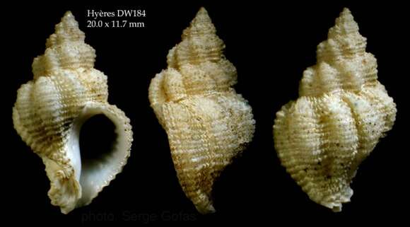Image of Coralliophila aedonia (R. B. Watson 1886)