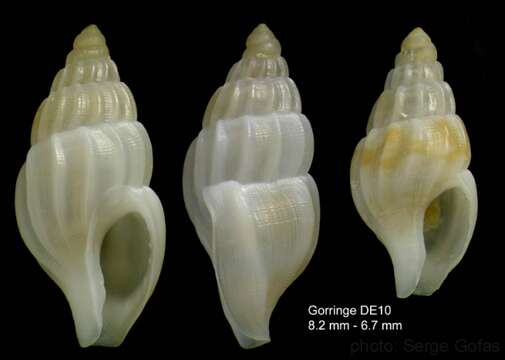 Image of Amphissa acutecostata (Philippi 1844)