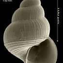 Image of Pseudosetia azorica Bouchet & Warén 1993