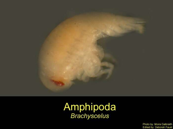 Image of Brachyscelidae Stephensen 1923
