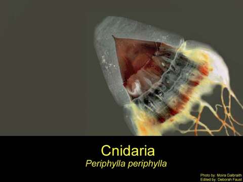 Image of Periphyllid