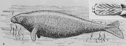 Image of Steller's Sea Cows