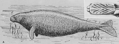 Image de Hydrodamalinae Palmer 1895