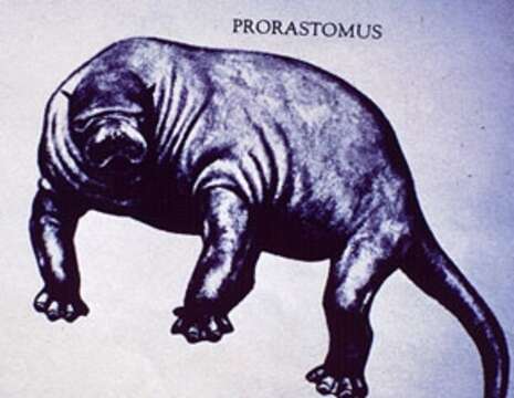 Image of Prorastomidae Cope 1889