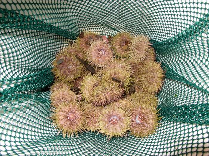 Image of green sea urchin