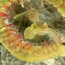 Image of Boccardia proboscidea Hartman 1940