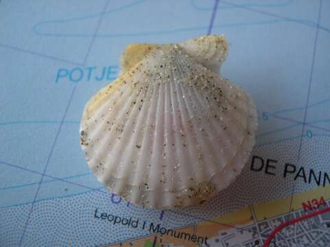 Image of queen scallop