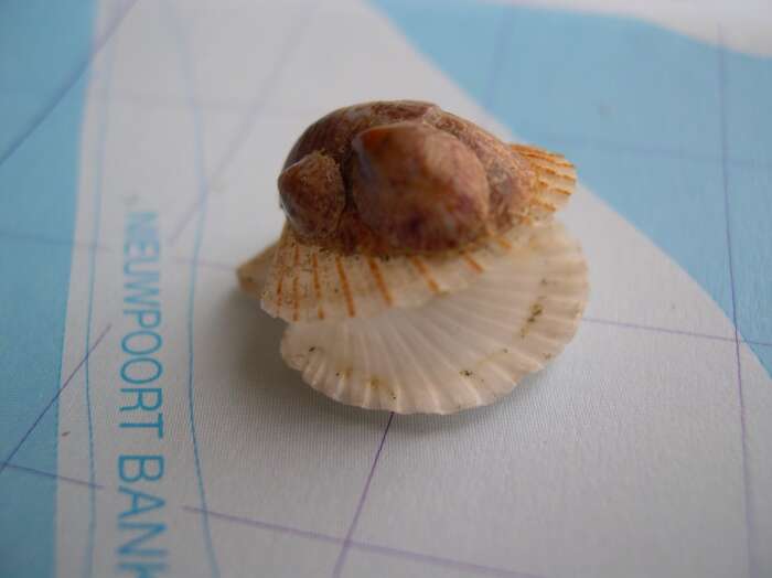 Image of queen scallop