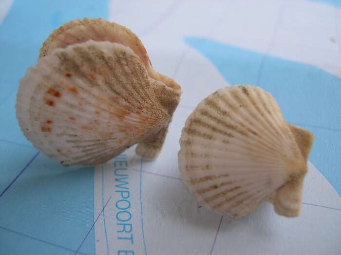 Image of queen scallop