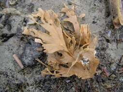 Image of leafy bryozoan