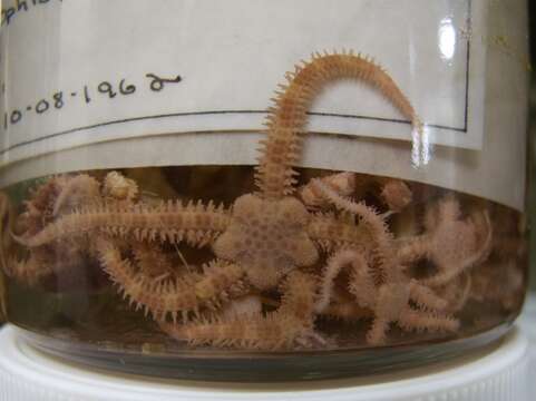 Image of Daisy brittle star