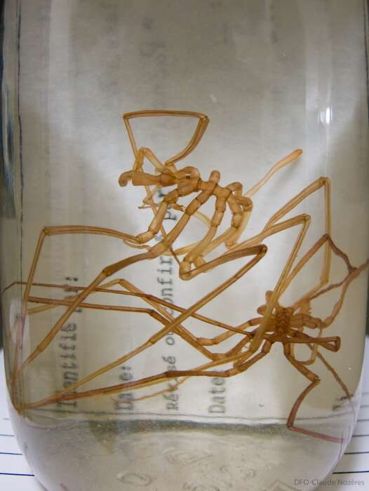 Image of sea spiders