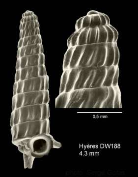Image of Trituba anelpistos (Bouchet & Fechter 1981)