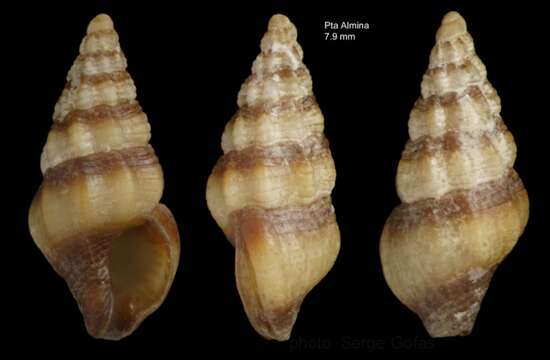 Image of Chauvetia taeniata Gofas & J. D. Oliver 2010