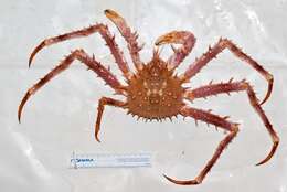 Image of Norway crab