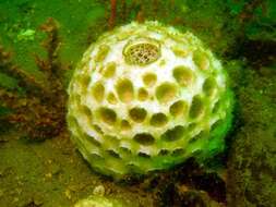 Image of orange ball sponge